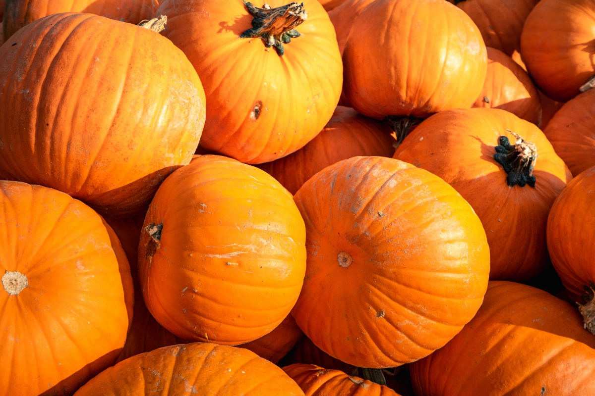 does-walmart-sell-pumpkins-everything-you-need-to-know-james